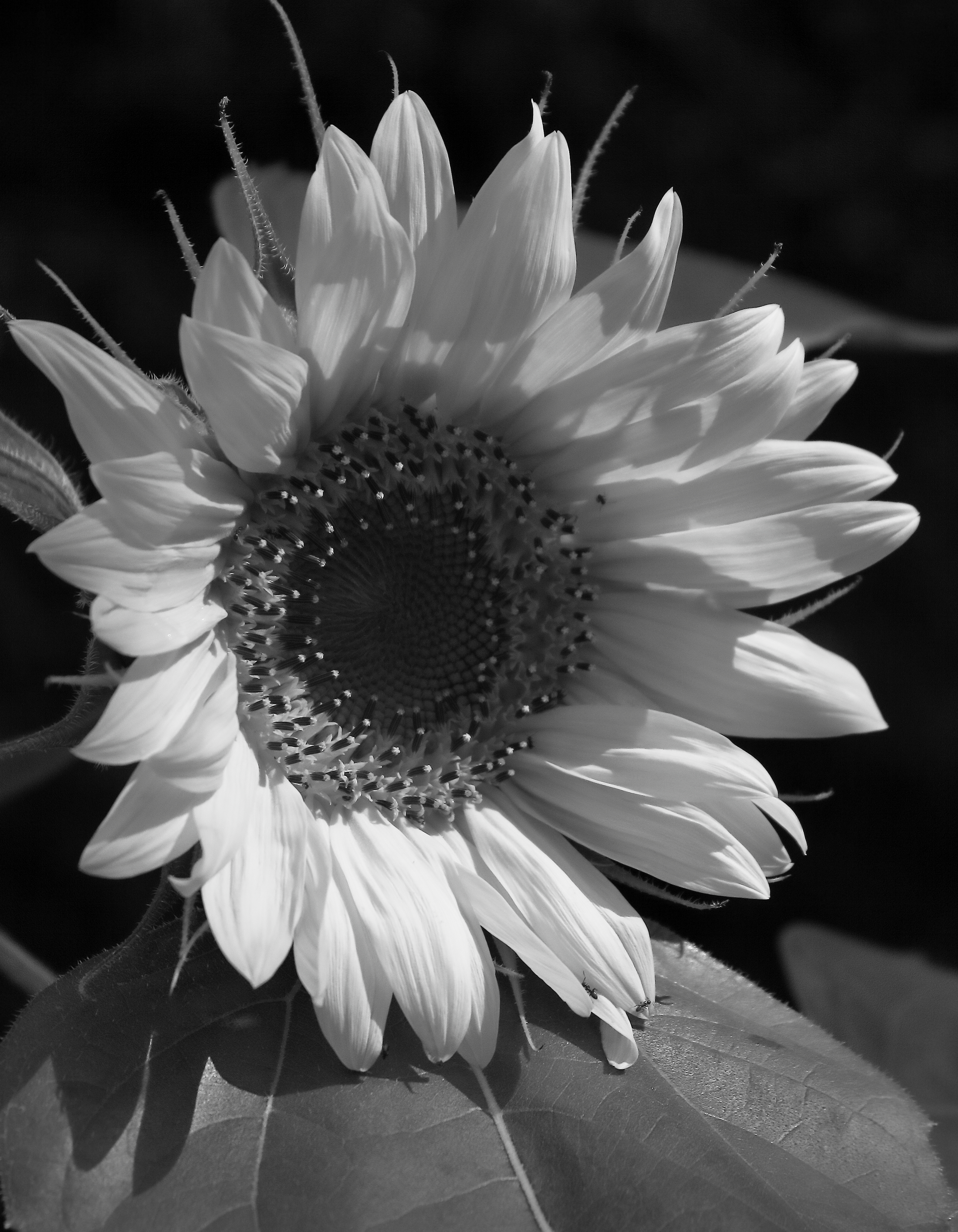 2011 08 22 IMG 36222ebw